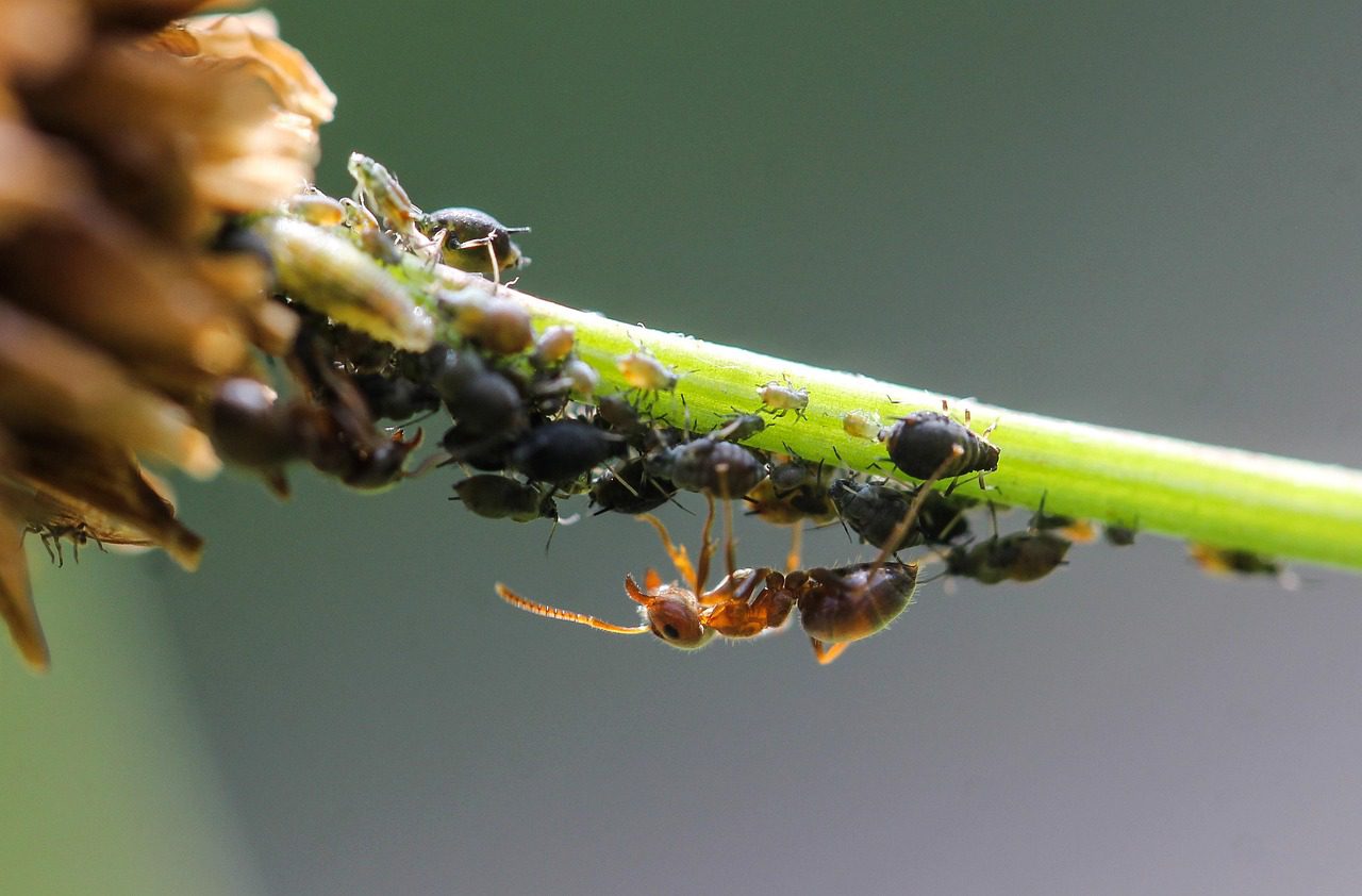 702170 - PestConsulting - Madrid Noticias 24h