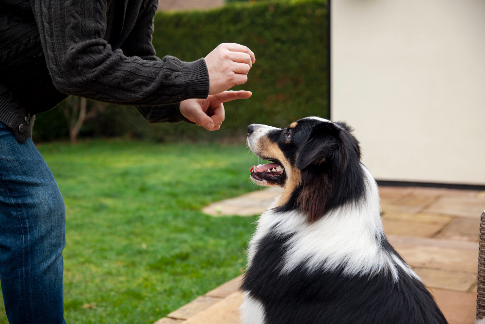 Person training a black-and-white Australian Shepherd with a hand cue in a backyard.